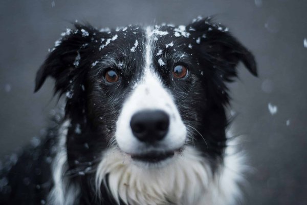 How to Provide Mental Stimulation for a Border Collie in a Small Apartment?